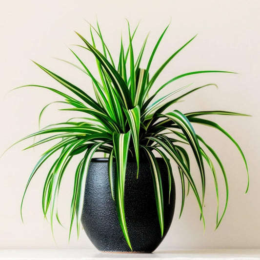 Parlor Palm Plant
