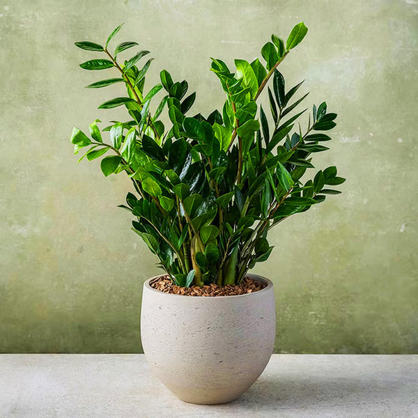 ZZ Plant