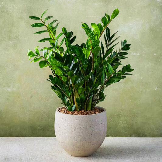 Snake Plant (Dracaena trifasciata) - live plant from Wade Greens