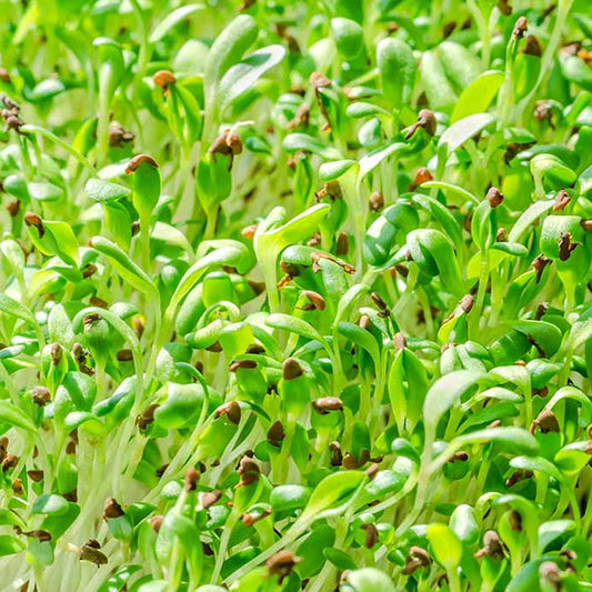 Alfalfa Sprouting Microgreens Organic