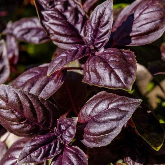 Fresh Basil (Purple) grown in Alabama by Wade Greens