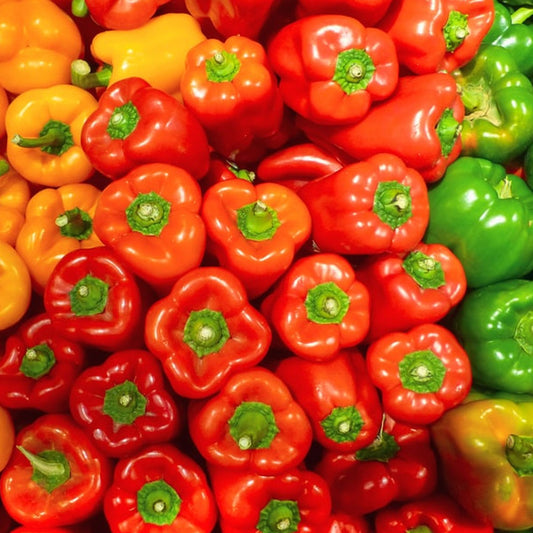 Fresh Bell Peppers grown in Alabama by Wade Greens