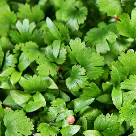 Cilantro Microgreens