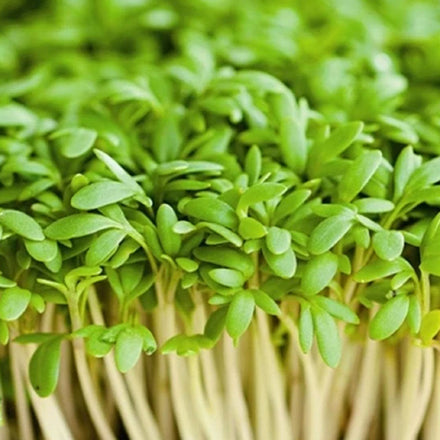 Cress Microgreens