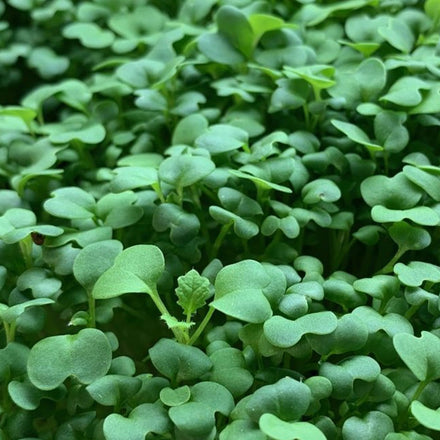 Mustard Microgreens