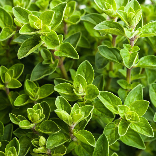 Fresh Oregano grown in Alabama by Wade Greens