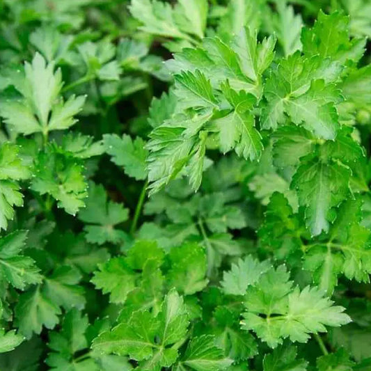 Fresh Parsley grown in Alabama by Wade Greens
