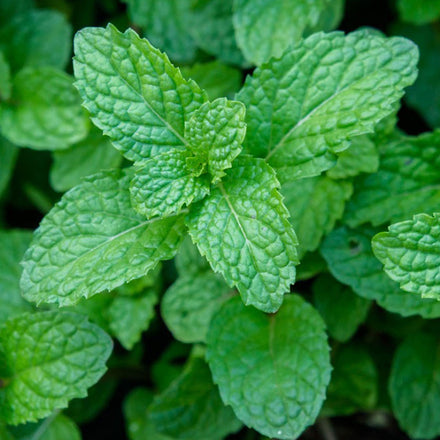 Peppermint
