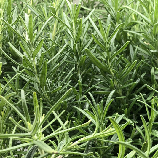 Fresh Rosemary grown in Alabama by Wade Greens