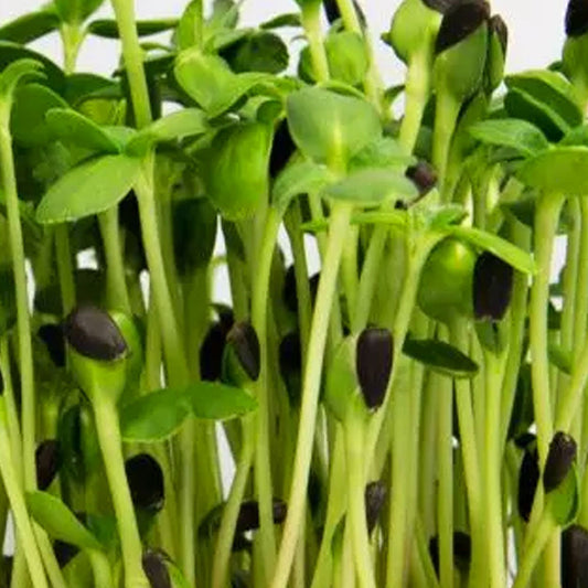 Fresh Sunflower Microgreens grown in Alabama by Wade Greens