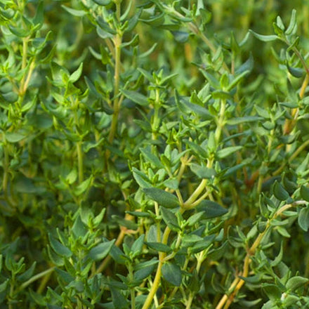 Thyme