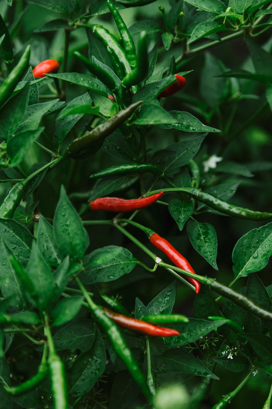 Red chillies ripening on the vine among green foliage