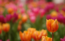 Bulbs, Corms & Tubers