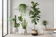 Indoor Plants