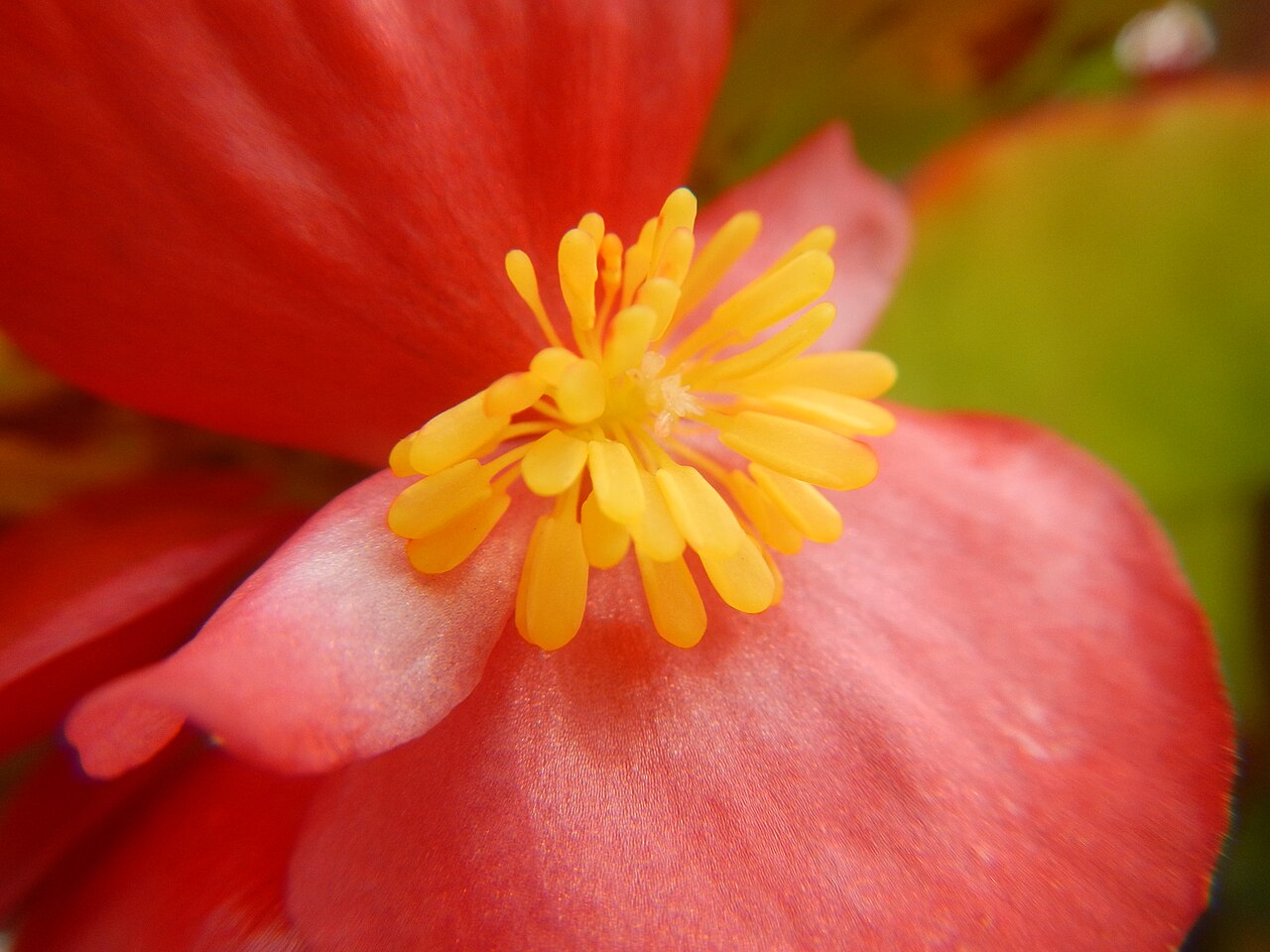 Begonia Live Plant — photo: Judgefloro, Public domain, via Wikimedia Commons