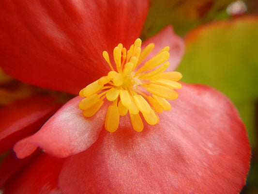 Begonia Live Plant — photo: Judgefloro, Public domain, via Wikimedia Commons