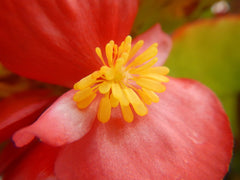 Begonia Live Plant — photo: Judgefloro, Public domain, via Wikimedia Commons