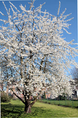 Cherry Tree Sapling (Prunus) — live plant from Wade Greens