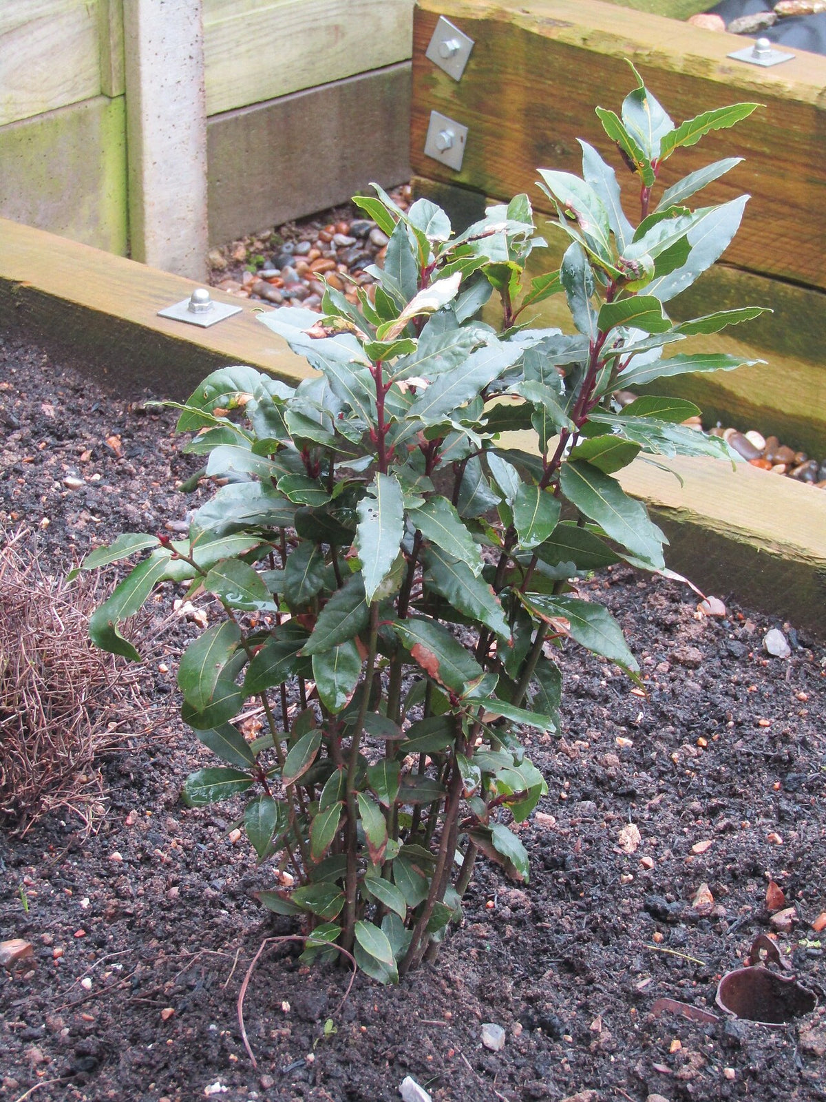Bay Laurel (Laurus nobilis) live herb plant from Wade Greens