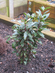 Bay Laurel (Laurus nobilis) live herb plant from Wade Greens
