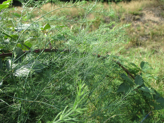 Asparagus Crowns — photo: AnRo0002, CC0, via Wikimedia Commons