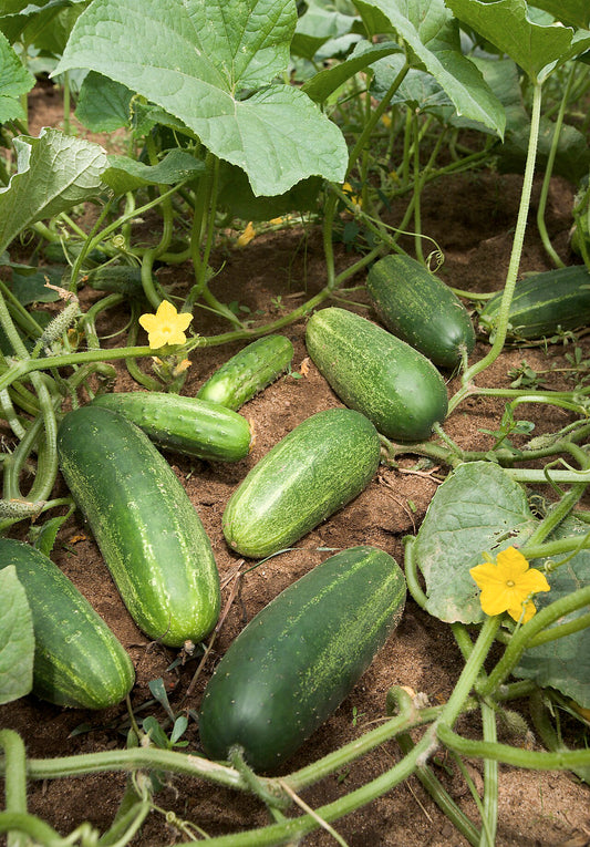 Cucumber Starter Plant — photo: Stephen Ausmus, USDA ARS, Public domain, via Wikimedia Commons