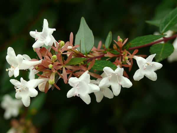 Abelia Shrub — photo: Mariko GODA, Public domain, via Wikimedia Commons