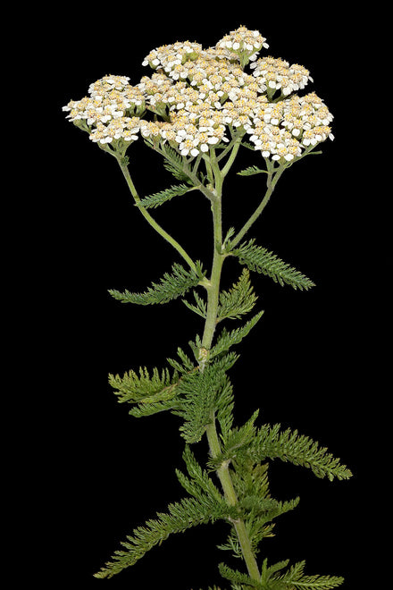 Yarrow Live Plant