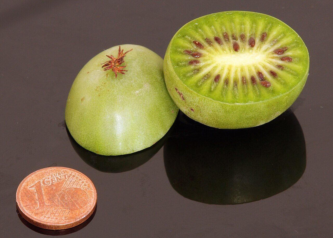 Fresh Hardy Kiwi grown in Alabama by Wade Greens