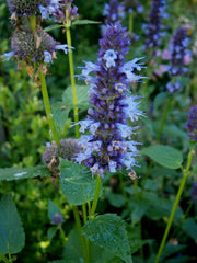 Anise Hyssop Edible Flowers — photo: Meneerke bloem, CC BY-SA 3.0, via Wikimedia Commons