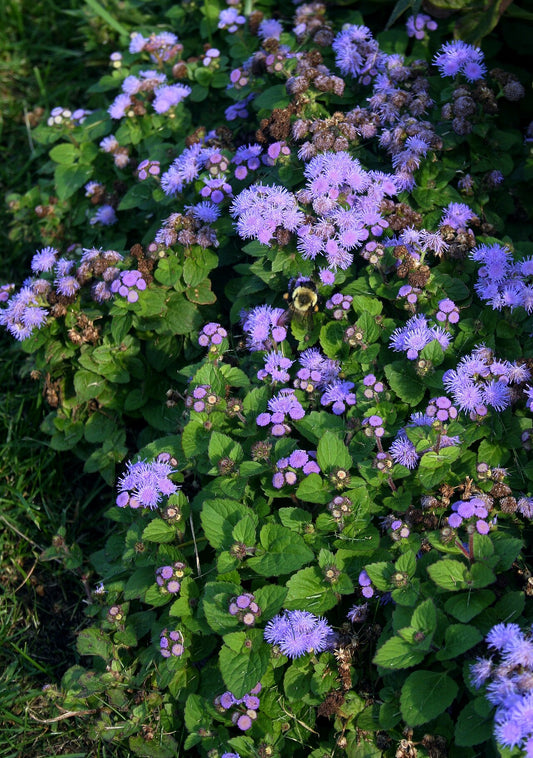 Ageratum (Ageratum houstonianum) - live plant from Wade Greens