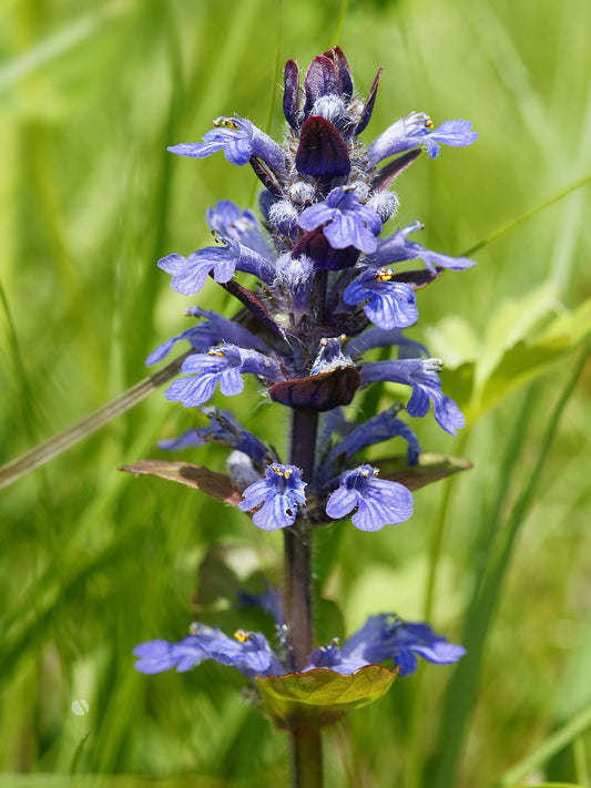 Ajuga reptans (Bugleweed) blue flower spikes over bronze-green foliage. Photo: Hans Hillewaert, CC BY-SA 3.0, via Wikimedia Commons.