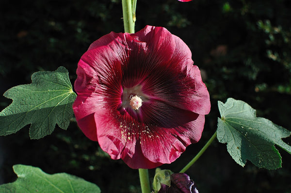 Hollyhock Edible Flowers — photo: PJDespa, CC BY-SA 3.0, via Wikimedia Commons