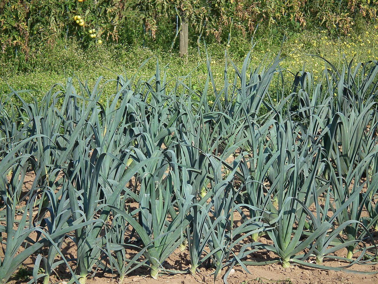 Fresh Leek grown in Alabama by Wade Greens