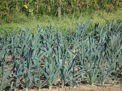 Fresh Leek grown in Alabama by Wade Greens