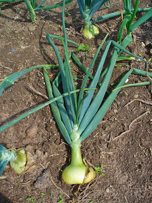 Fresh Yellow Onions grown in Alabama by Wade Greens