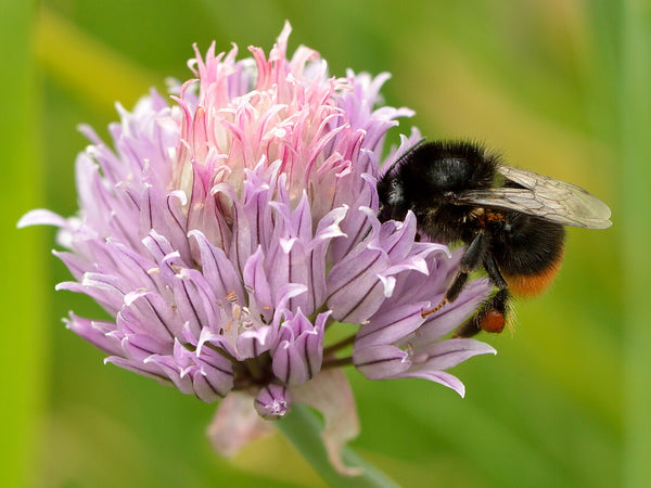 Chives - Fresh Cut — photo: Ivar Leidus, CC BY-SA 4.0, via Wikimedia Commons