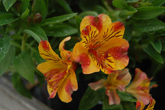 Peruvian Lily (Alstroemeria) (Alstroemeria) - live plant from Wade Greens