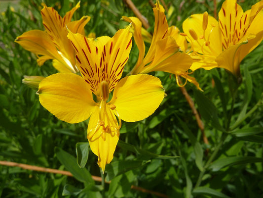 Peruvian Lily (Alstroemeria) (Alstroemeria) - live plant from Wade Greens
