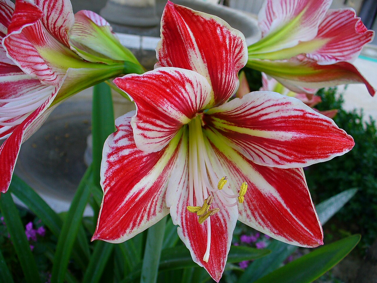 Amaryllis (Hippeastrum) Bulb (Hippeastrum) — live plant from Wade Greens