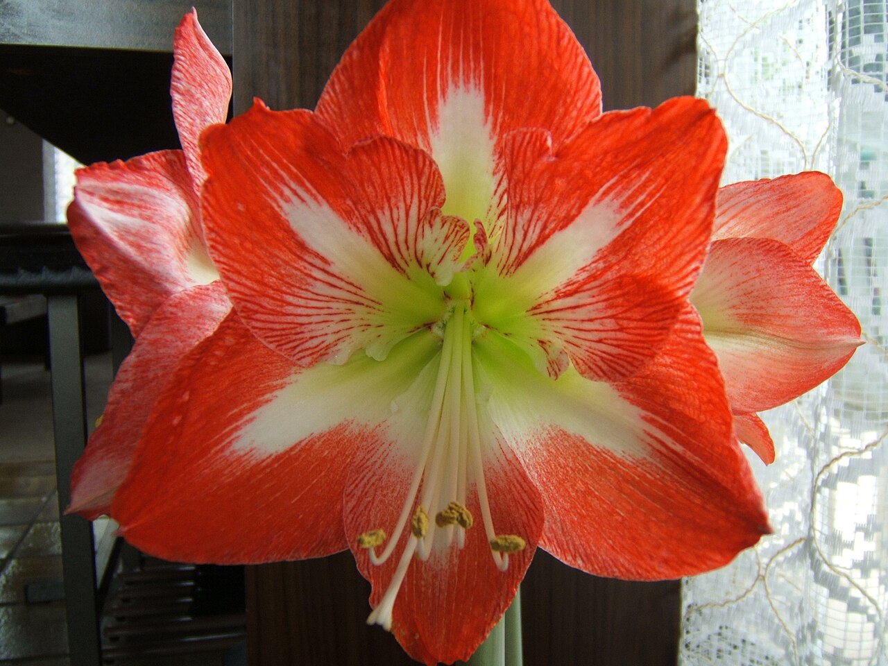 Amaryllis (Hippeastrum) Bulb (Hippeastrum) — live plant from Wade Greens