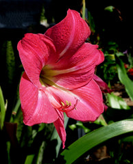 Amaryllis (Hippeastrum) Bulb (Hippeastrum) — live plant from Wade Greens