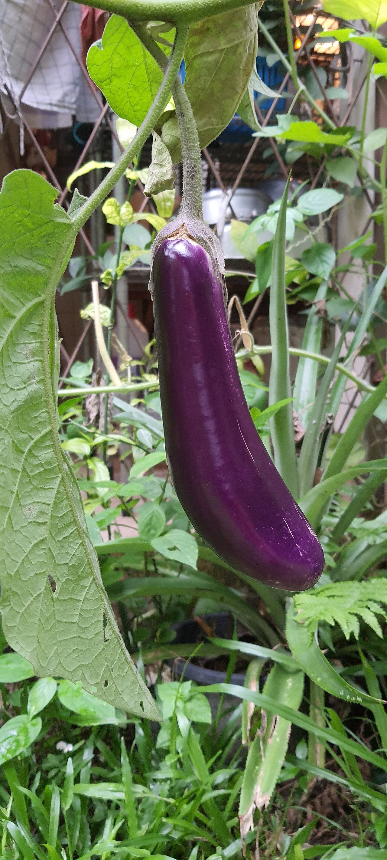 Eggplants - Wade Greens, Lineville Alabama