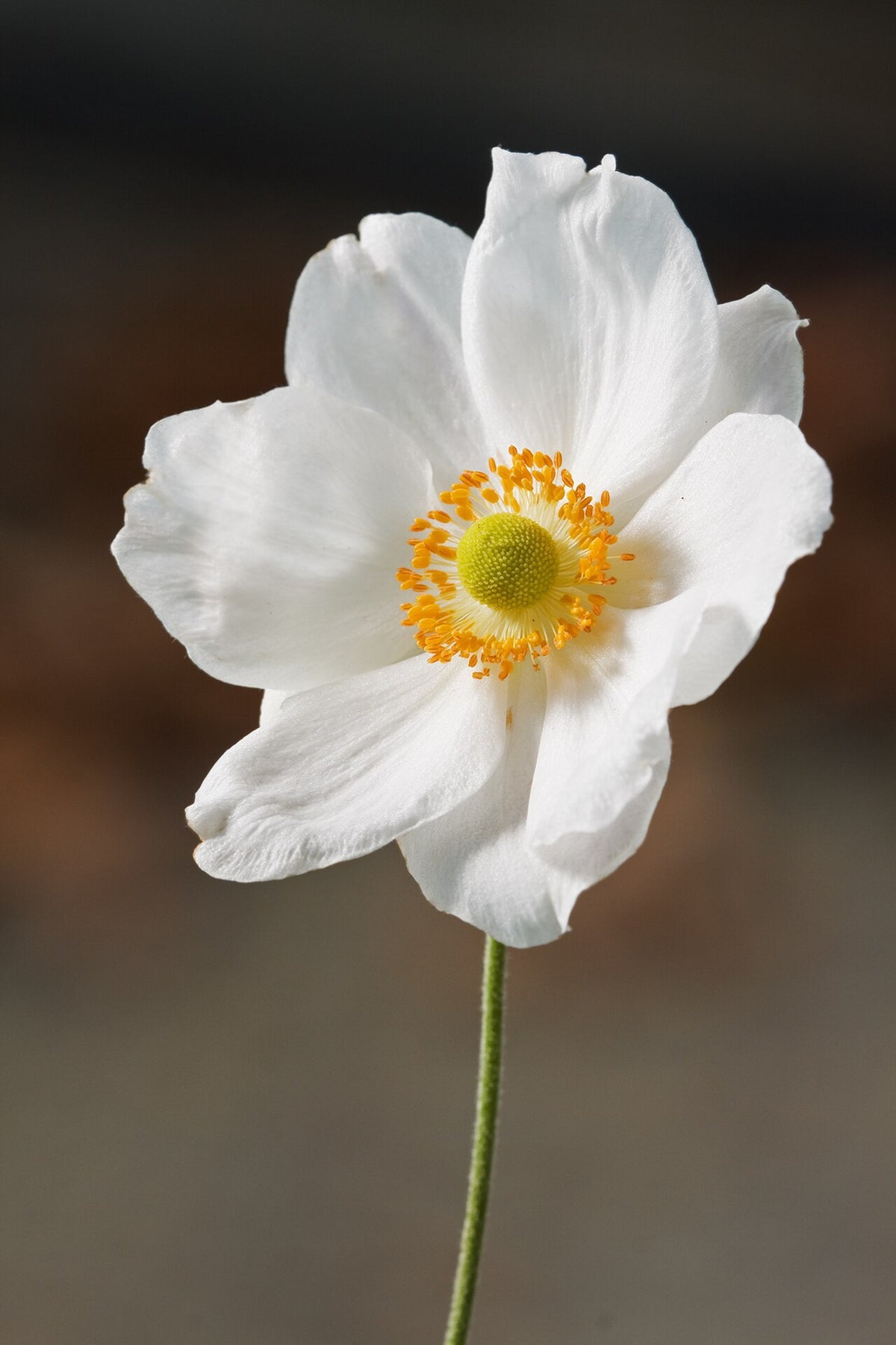 Japanese Anemone (Anemone hupehensis) — live plant from Wade Greens