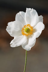 Japanese Anemone (Anemone hupehensis) — live plant from Wade Greens