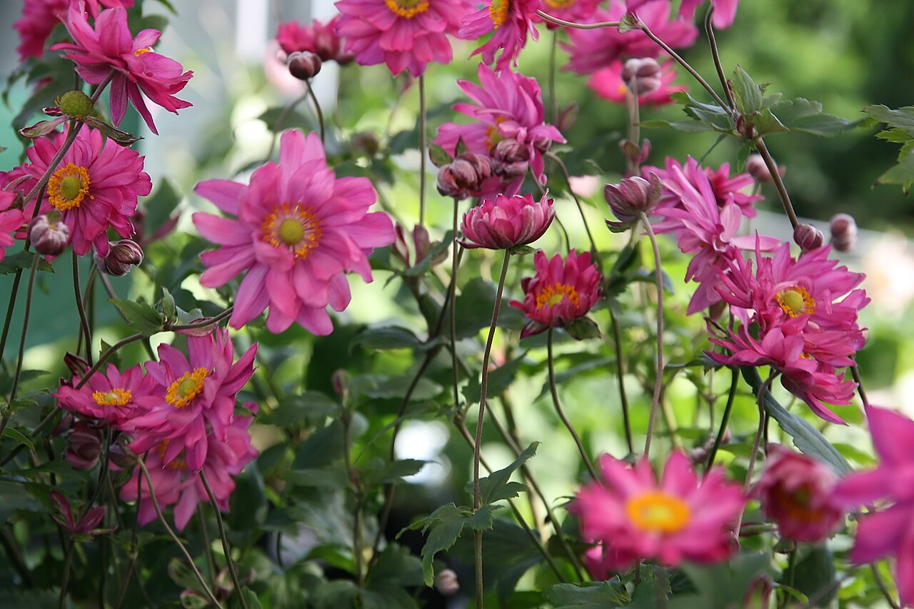 Japanese Anemone (Anemone hupehensis) — live plant from Wade Greens