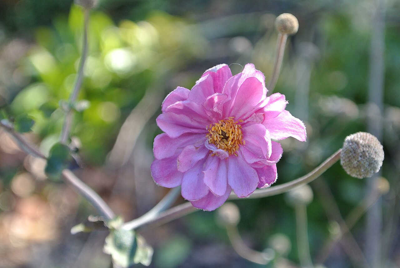 Japanese Anemone (Anemone hupehensis) — live plant from Wade Greens