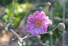 Japanese Anemone (Anemone hupehensis) — live plant from Wade Greens