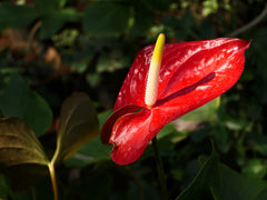 Anthurium (Anthurium andraeanum) — live plant from Wade Greens