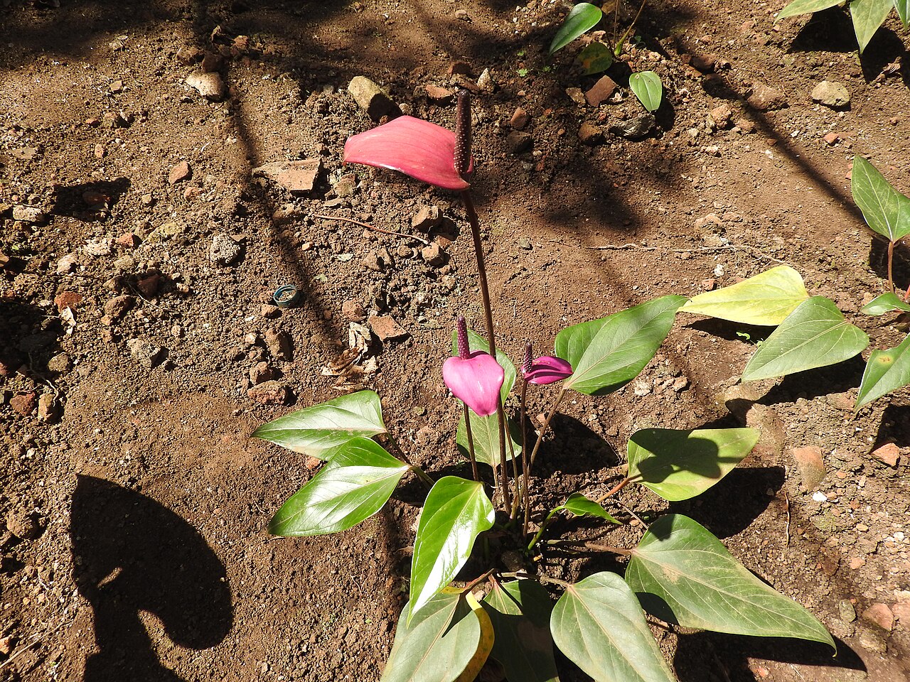 Anthurium (Anthurium andraeanum) — live plant from Wade Greens